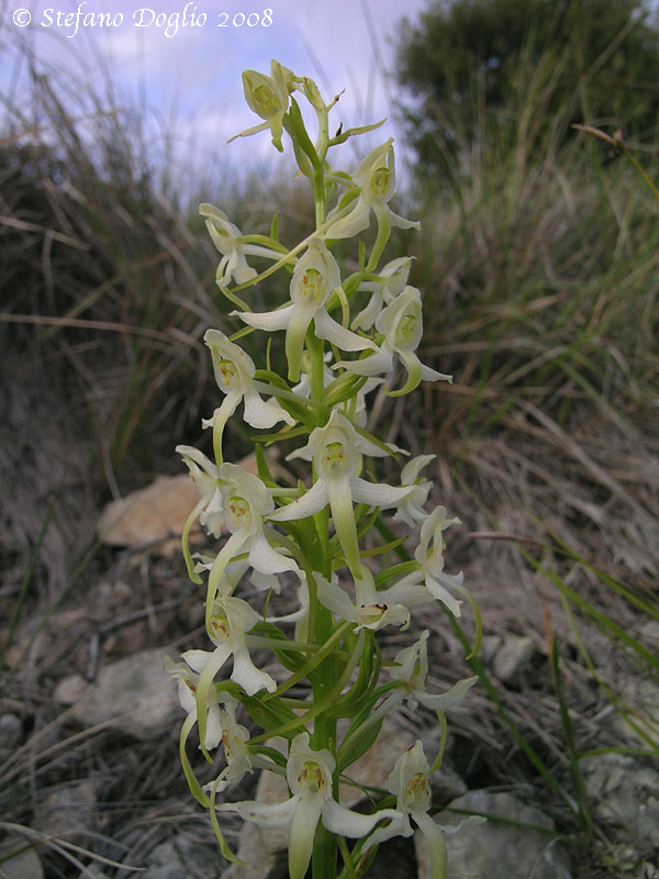 orchidee della Sierra de Guara (Spagna)